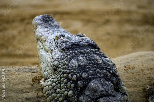 alligator, crocodile resting on the sand beside a brown river