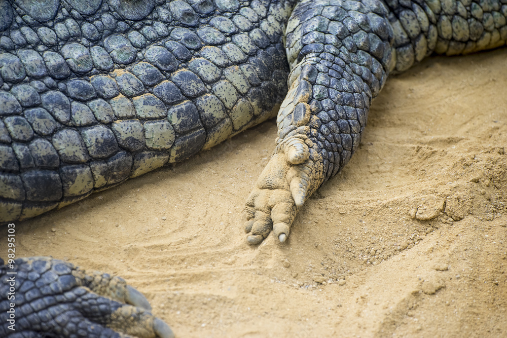 brown alligator resting on the sand beside a river brown alligator resting on the sand beside a river