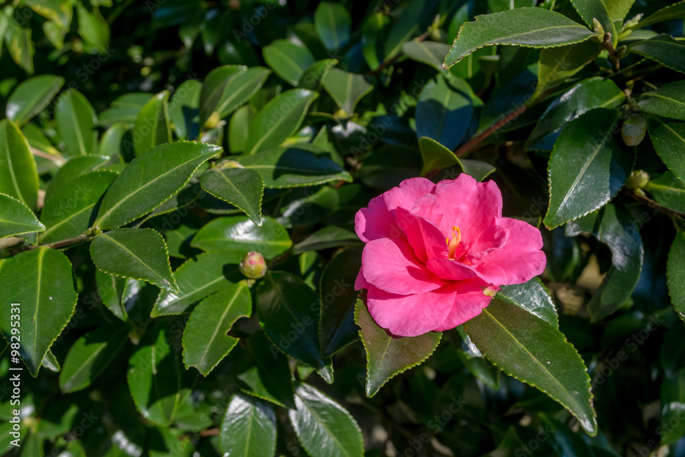 Camellia sasanqua in Japanese garden Camellia sasanqua in Japanese garden