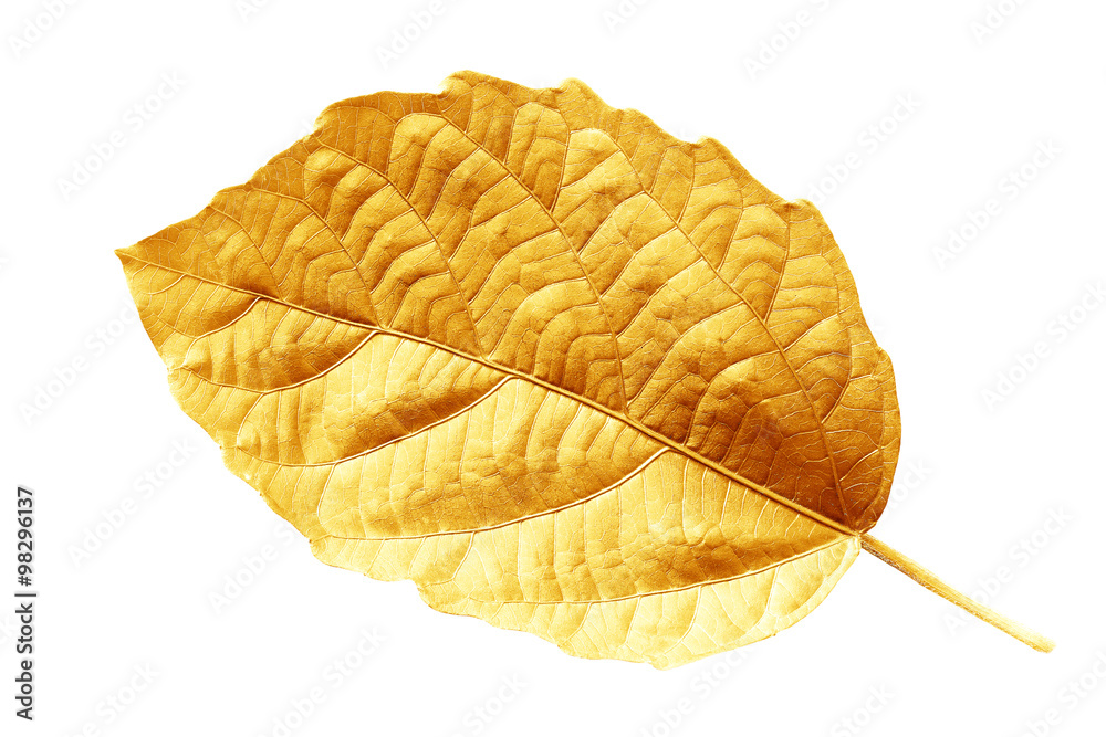 Gold leaf isolated on white background