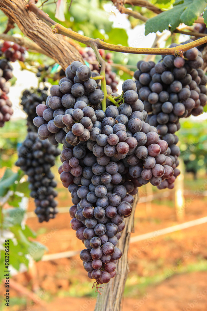 Naklejka premium A bunch of grapes