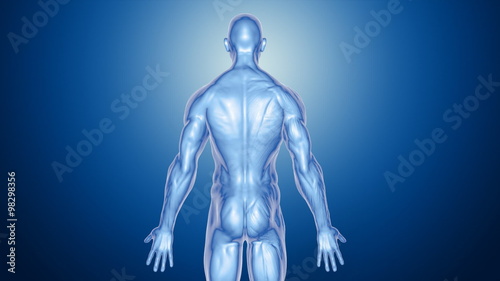 Anatomy