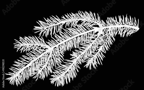 small white fir branch isolated illustration