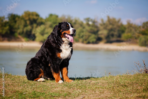 бернский зенненхунд Bern Mountain Dog