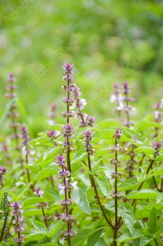 sweet basil tree in vegetable garden