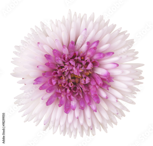 china aster