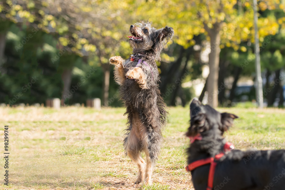 Yorkshire terrier jumping and standing on his two feet.
Yorkshire terrier jumping and standing on his two feet.
