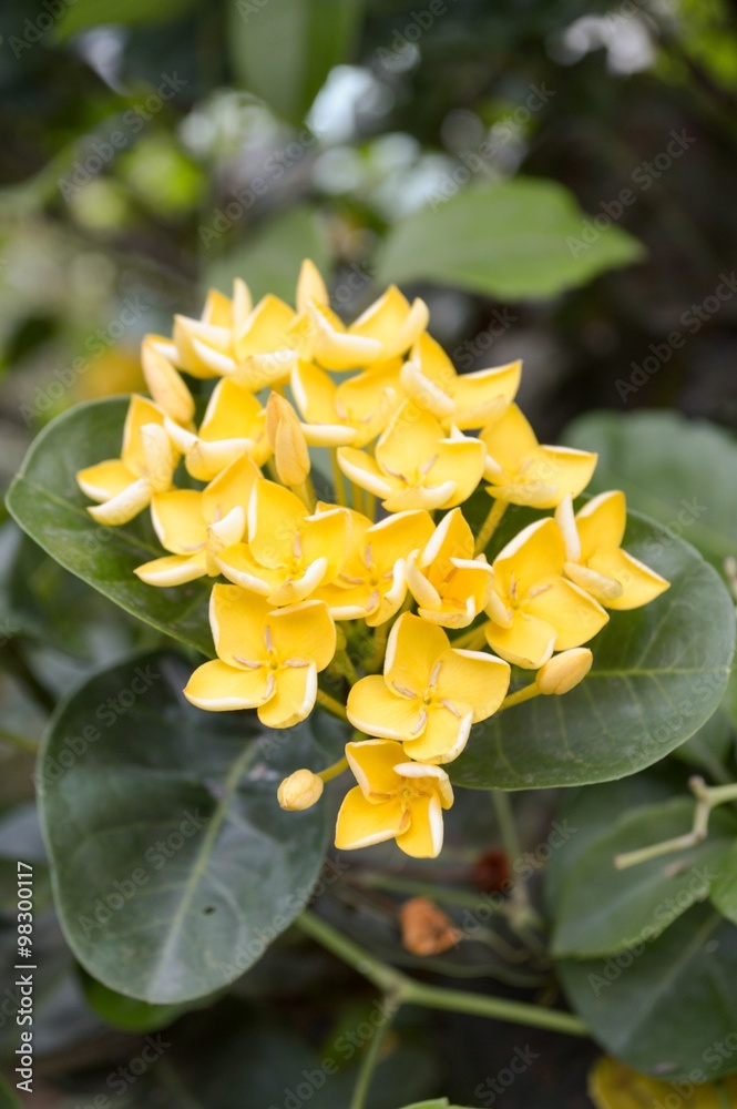Obraz premium yellow Ixora coccinea flower in garden