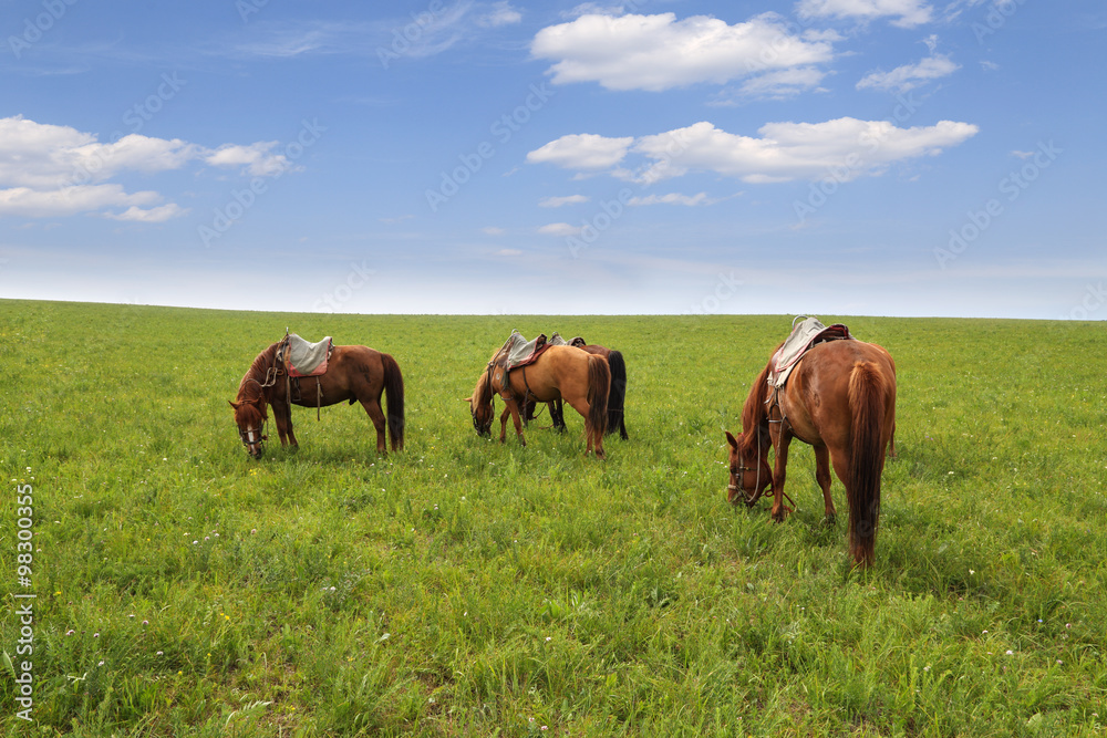 horses are eating grass on the grassland