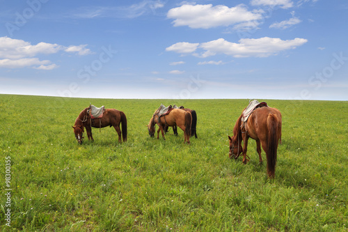 horses are eating grass on the grassland © hying51