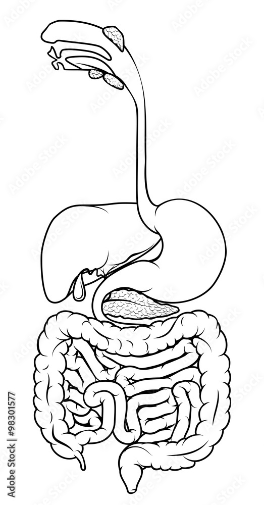 Digestive System Diagram Royalty-Free Images, Stock Photos & Pictures |  Shutterstock
