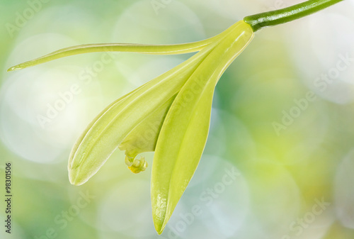 Fototapeta Naklejka Na Ścianę i Meble -  fleur de vanille