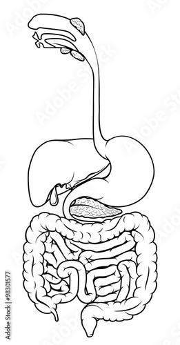 Human Digestive Tract