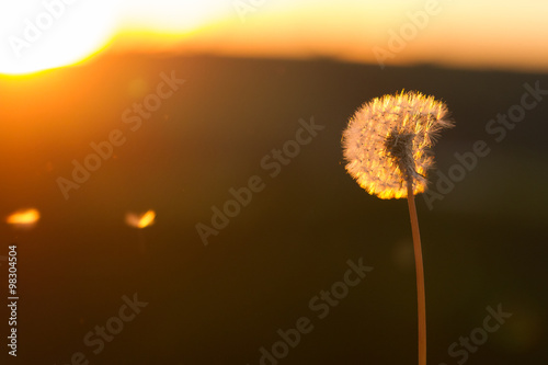 Pusteblume im Gegenlicht