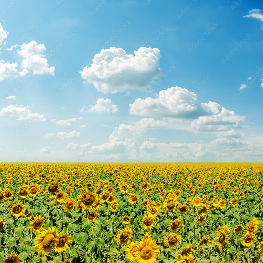 clouds in blue sky and field with sunflowers