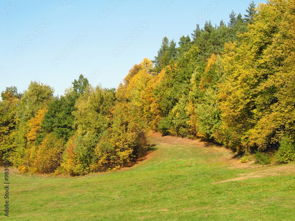 colorful forest with yellow, green and orange trees and meadow on sunny autumn day