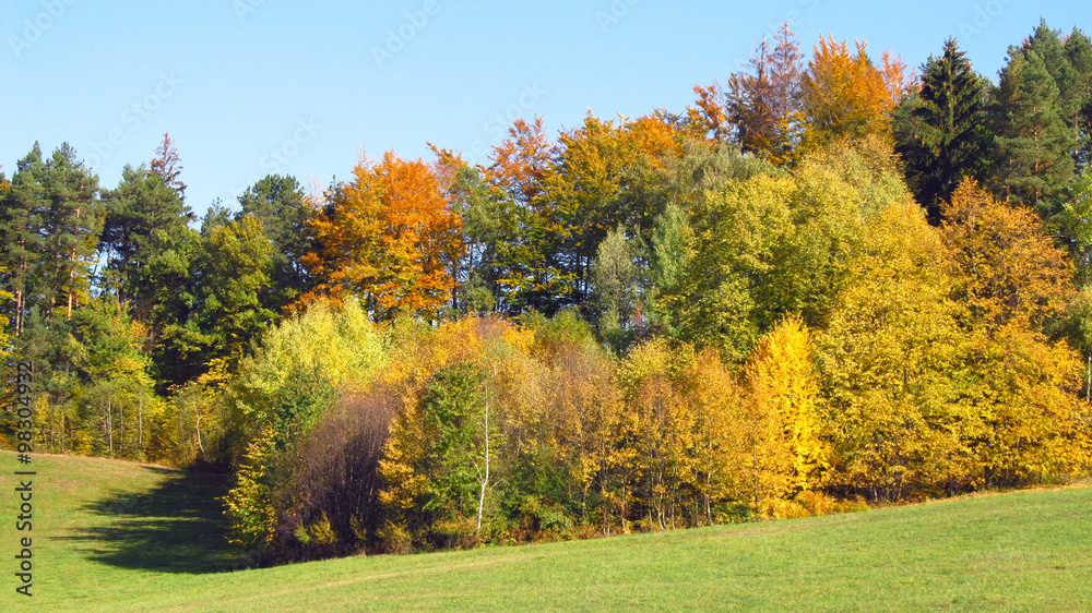 colorful forest with yellow, green and orange trees 