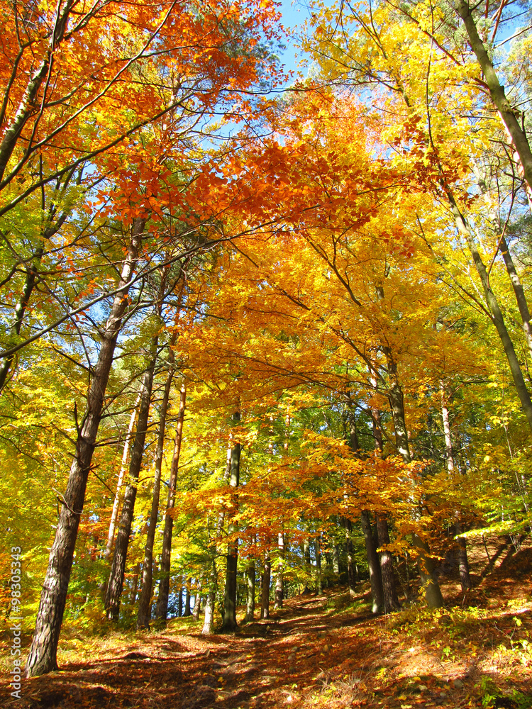trees in the forest with orange and yellow leaves on sunny autumn day