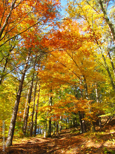 trees in the forest with orange and yellow leaves on sunny autumn day