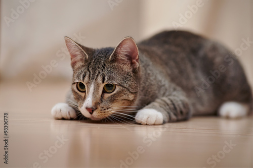 Domestic striped cat with white paws
