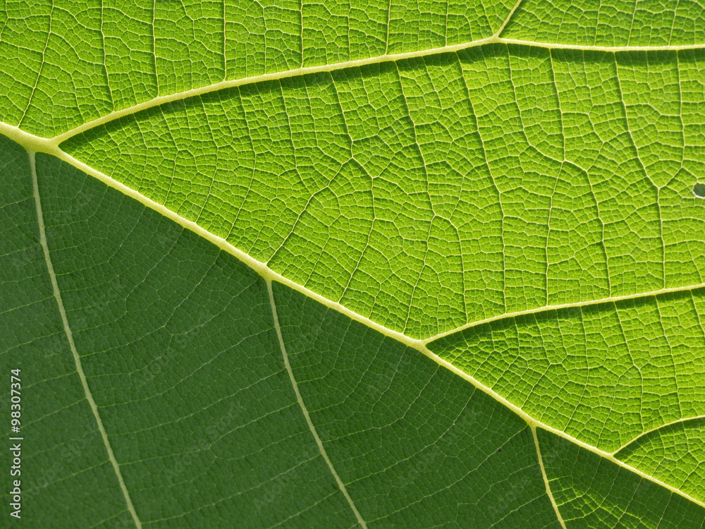 close up pattern of green teak leaf close up pattern of green teak leaf