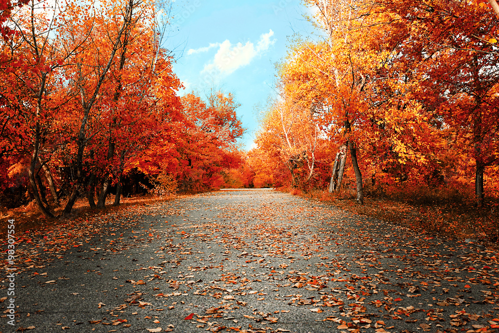 Fototapeta premium Piękny jesienny park