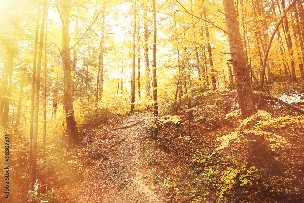 Obraz premium Autumn mountain forest