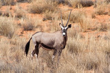 Oryx in grassland, namibia