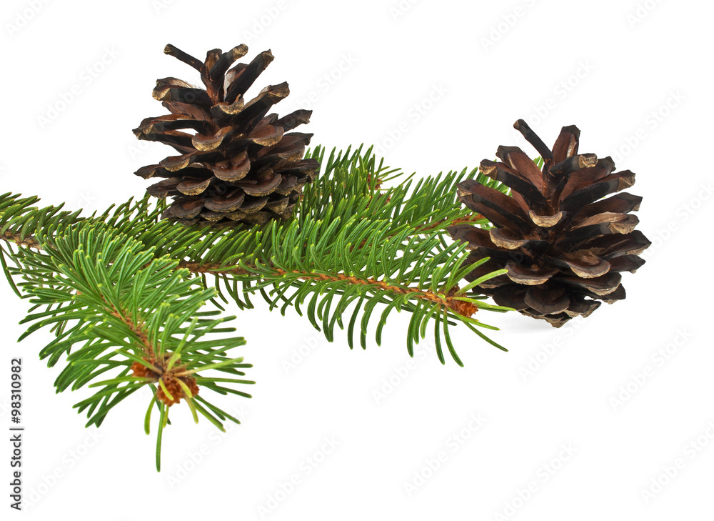 Branch of fir-tree and cone on a white background Branch of fir-tree and cone on a white background