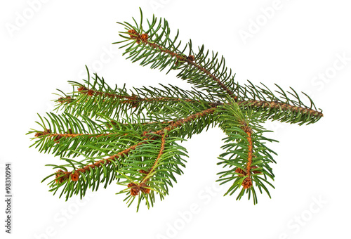 Branch of fir-tree on a white background