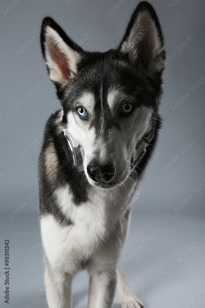 Portrait of young Husky in headphones on grey background