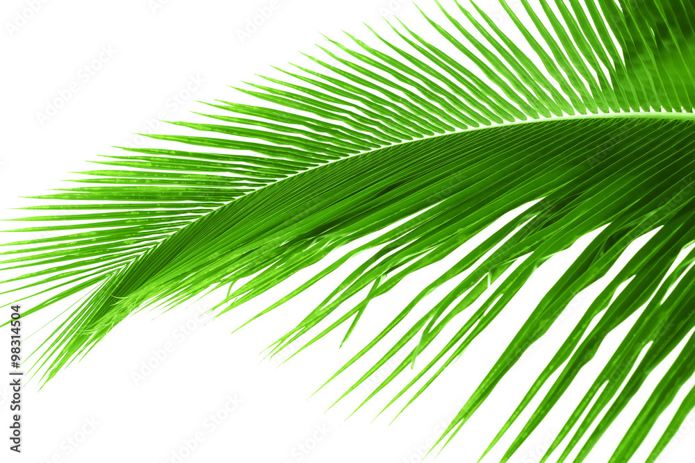 Obraz premium Palm tree leaf on white background