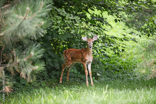 Baby Deer in the woods