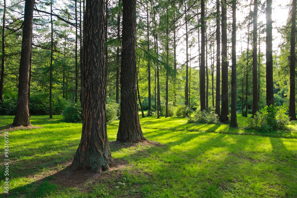 Fototapeta premium Pine trees