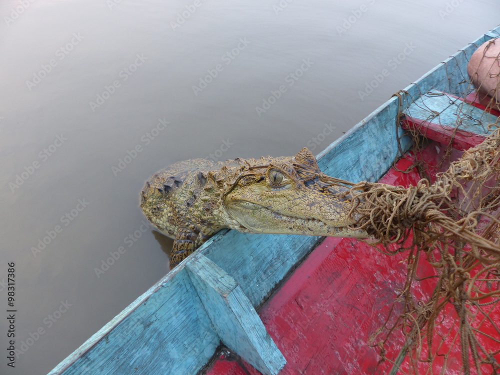 Naklejka premium black caiman (Melanosuchus niger)caught in the fishing net, Amazon Brazil