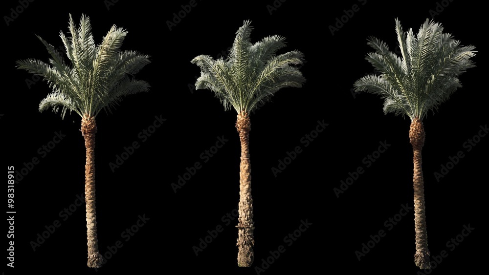 2 blowing on the wind beautiful long green full size real tropical palm trees isolated on alpha channel with black and white luminance matte, rotated, perfect for film, digital composition.