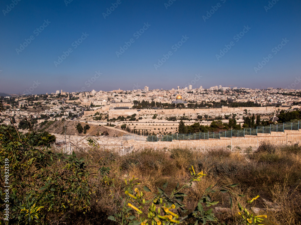 blooming yellow mustard biblical bush on the Mount of Olives ove