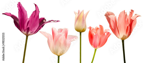 Collection of 5 tulips , isolated on the white background