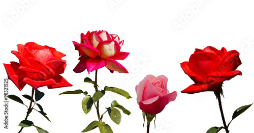 Collection of 4 roses  isolated on the white background