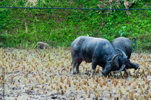 Two Carabao Buffalos Fighting in the Mud on a field of Tana Toraja photo