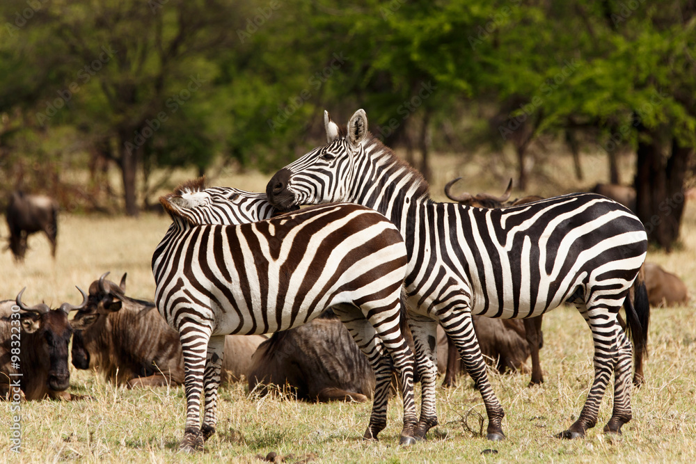 Fototapeta premium Zebras