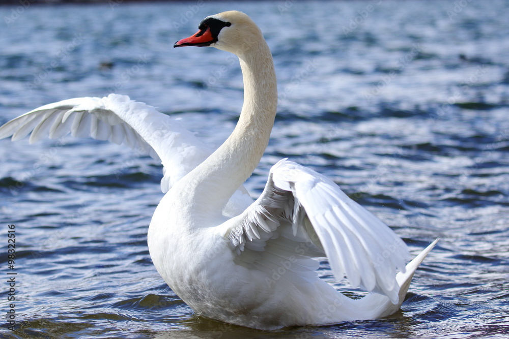 Obraz premium ハクチョウ