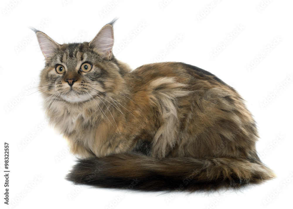 Obraz premium maine coon cat
