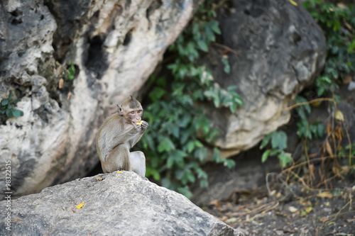 Photography Monkey eating food on the ground , monkey thailand