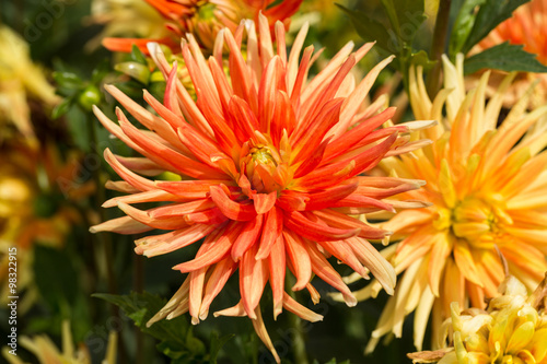Close up of orange and yellow  dahlia flowers in garden