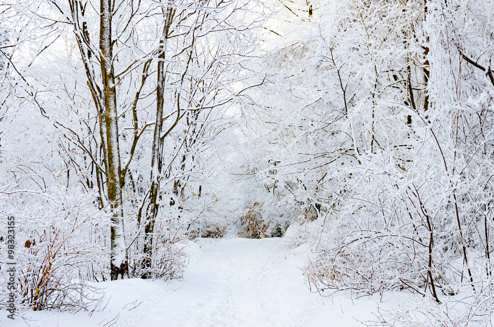 Winter landscape white snow of Mountain in Korea. Winter landscape white snow of Mountain in Korea.
