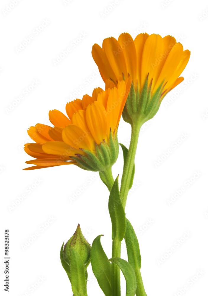 Fototapeta premium Calendula. Marigold flowers with leaves isolated on white