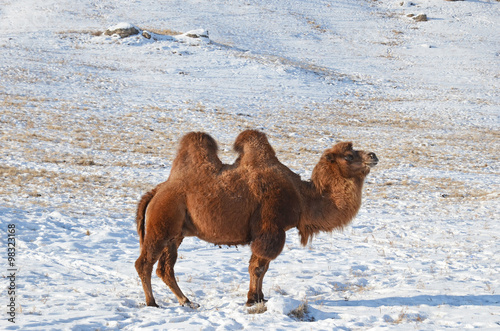 Bactrian camel in snowy mongolian steppe 