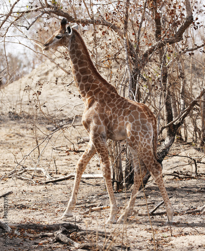 wild giraffe in Kruger National Park  South Africa.