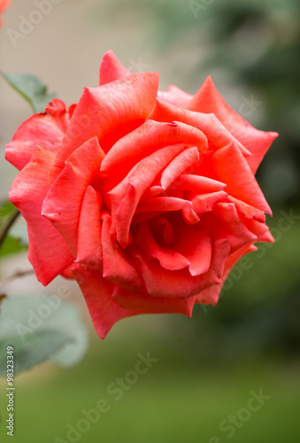 Red Roses on the Branch in the Garden